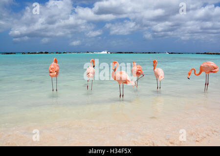 Fenicotteri a Renaissance Island - Aruba Foto Stock