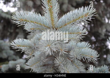 Silver tree dettaglio Foto Stock