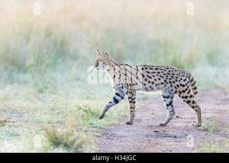 Serval (Leptailurus serval, Felis serval), passeggiate in inizio di mattina di luce a Savannah, il Masai Mara National Park, in Kenya. Foto Stock