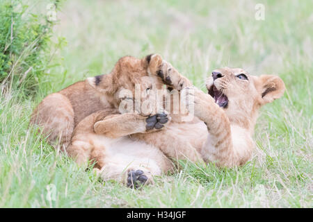 Giovani lion cubs (Panthera leo) giocando insieme, il Masai Mara riserva nazionale, Kenya Foto Stock