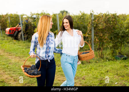 Due ragazze con cesto pieno di uve a piedi nella vigna Foto Stock