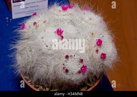 Mammillaria hahniana (old Lady puncushion) con fiori durante una mostra di cactus Foto Stock