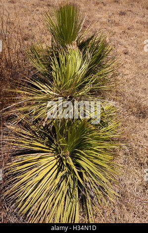 Wild Dasylirion (Sotol) Foto Stock