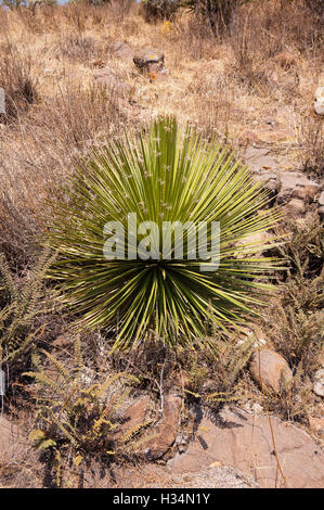 Wild Dasylirion (Sotol) Foto Stock