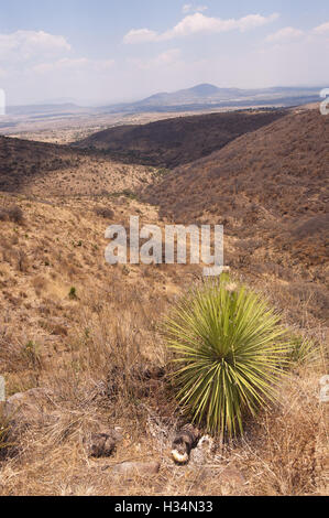 Wild Dasylirion (Sotol) Foto Stock