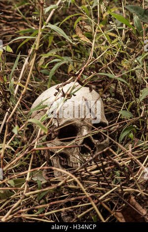 Un cranio siede sulla terra in mezzo al bosco. Foto Stock