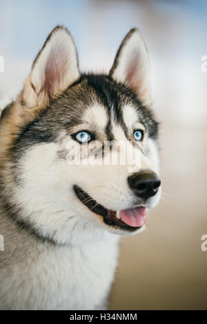 Adulto grigio Siberian Husky cane o Sibirsky Husky Close Up ritratto Foto Stock