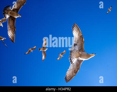 Gabbiani volare direttamente in testa in una linea, bella la marcatura sui gabbiani contro un suggestivo cielo blu, splendida fauna selvatica. Foto Stock