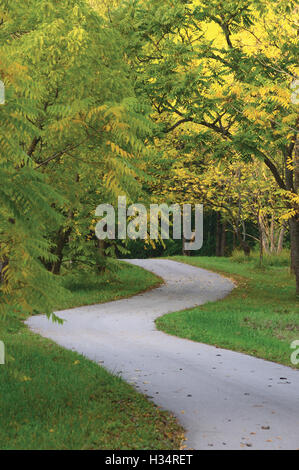 Alberi di noce nel Parco autunnale, grande verticale dettagliata paesaggistico percorso autunno scena, la torsione Tarmac passerella, asfalto di avvolgimento Foto Stock