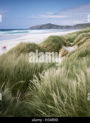 Erbe spazzate dal vento in corrispondenza di Traigh Eais beach, Isle of Barra, Ebridi Esterne, Scozia Foto Stock