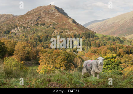 Herdwick pecore ed Helm Crag vicino a Grasmere in autunno, inglese Lake District National Park, Regno Unito Foto Stock