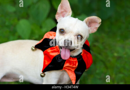 Cane divertente è un simpatico cane eccitato con la sua lingua appendere fuori della sua bocca e con un grande sorriso sul suo volto. Foto Stock