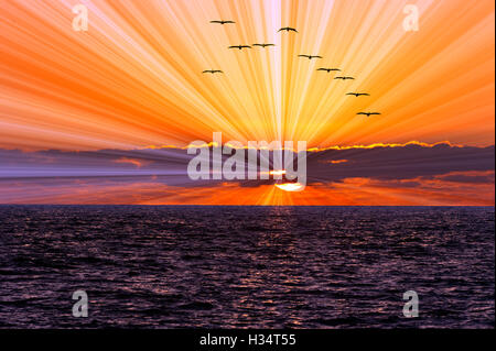 Sunset ocean uccelli è uno stormo di uccelli marini battenti lungo l'acqua oceanica con un sun burst di raggi. Foto Stock