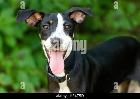 Happy dog è un simpatico cane eccitato con la sua lingua appendere fuori della sua bocca e con un grande sorriso sul suo volto. Foto Stock