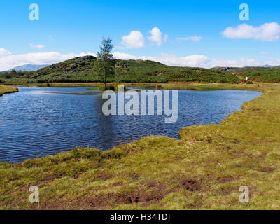 Lily Tarn, Loughrigg cadde, Lake District, Cumbria Foto Stock