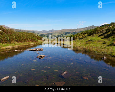 Lily Tarn, Loughrigg cadde, Lake District, Cumbria Foto Stock