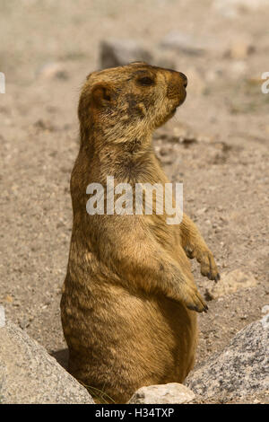 Himayalan marmotta, marmota himalayana, pangong Jammu e Kashmir India Foto Stock