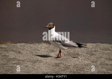 Brown intitolata gabbiano, chroicocephalus brunnicephalus, pangong, Jammu e Kashmir India Foto Stock