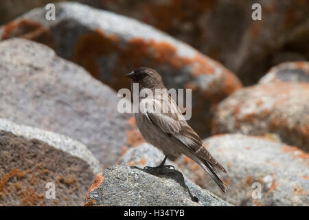 Brandt di montagna del fringuello leucosticte brandti., khardung village, Jammu e Kashmir India Foto Stock
