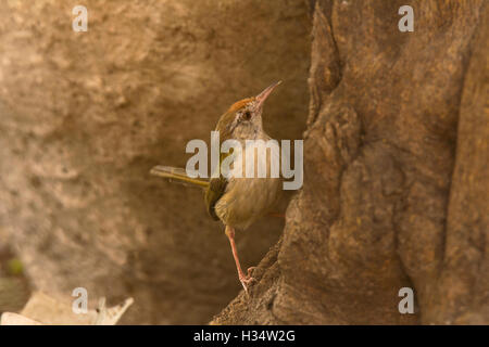 Sarto bird, orthotomus sutorius, tipeshwar Wildlife Sanctuary, maharashtra Foto Stock