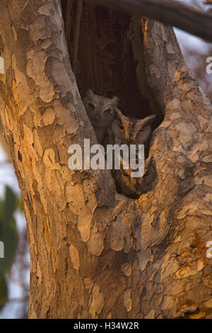 Indian assiolo, otus bakkamoena, tipeshwar Wildlife Sanctuary, maharashtra Foto Stock