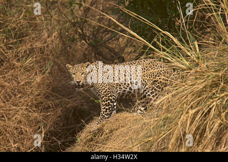 Indian Leopard, Panthera pardus fusca, Panna Riserva della Tigre, Madhya Pradesh, India Foto Stock