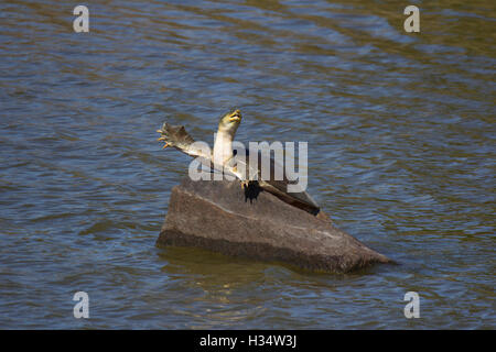 Lembo indiano tartaruga sgusciate, lissemys punctata, ranthambhore, tigre, riserva, Rajasthan, India Foto Stock