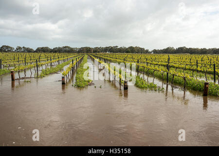 Langhorne Creek, Sud Australia. 4 Ottobre, 2016. Inondati vigneti in Langhorne Creek Australia del Sud dopo il diluvio rigonfie Bremer burst del fiume le sue banche, a sud di Adelaide. La terza emergenza alluvioni in due settimane. Ray Warren/Alamy Live News Foto Stock