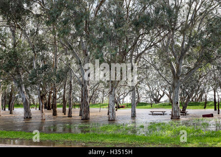 Langhorne Creek, Sud Australia. 4 Ottobre, 2016. In un invaso il parco giochi in Langhorne Creek Australia del Sud dopo il diluvio rigonfie Bremer burst del fiume le sue banche, a sud di Adelaide. La terza emergenza alluvioni in due settimane. Ray Warren/Alamy Live News Foto Stock