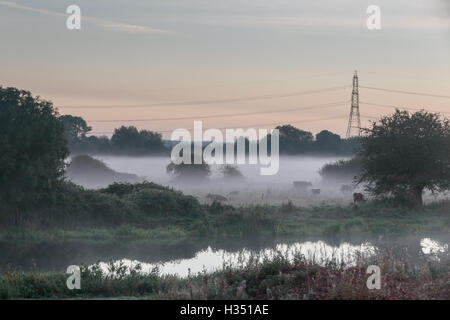 Stibbington, Cambridgeshire, Regno Unito, 4 ottobre 2016. Regno Unito Meteo. Le mucche al pascolo su nebbiosa mattina autunnale su fiume Nene, Cambridgshire Credito: WansfordPhoto/Alamy Live News Foto Stock