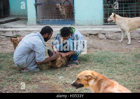 Il Cairo, Egitto. 2 Ottobre, 2016. I lavoratori si prendono cura di cani presso la speranza della società nel governatorato di Giza in Egitto, Ottobre 2, 2016. Immerso nel verde delle fattorie del governatorato di Giza in Egitto, dispersione e cani abbandonati possono avere un rifugio sicuro alla speranza della società, un santuario del benessere che fornisce cibo, medicine e alloggiamento per tutti i tipi di cani. Ogni anno il 4 ottobre, il mondo animale giorno è celebrato in tutto il mondo per rendere omaggio per gli amanti degli animali e per accrescere la consapevolezza di protezione degli animali. © Meng Tao/Xinhua/Alamy Live News Foto Stock