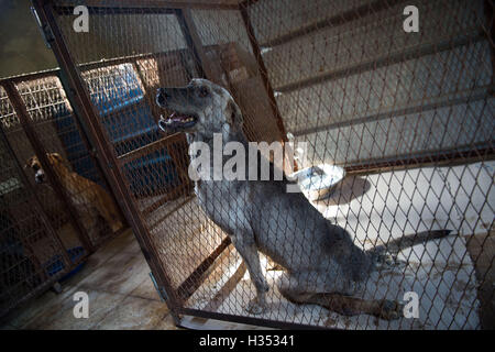 Il Cairo, Egitto. 2 Ottobre, 2016. Un cane ferito è visto alla speranza della società nel governatorato di Giza in Egitto, Ottobre 2, 2016. Immerso nel verde delle fattorie del governatorato di Giza in Egitto, dispersione e cani abbandonati possono avere un rifugio sicuro alla speranza della società, un santuario del benessere che fornisce cibo, medicine e alloggiamento per tutti i tipi di cani. Ogni anno il 4 ottobre, il mondo animale giorno è celebrato in tutto il mondo per rendere omaggio per gli amanti degli animali e per accrescere la consapevolezza di protezione degli animali. © Meng Tao/Xinhua/Alamy Live News Foto Stock