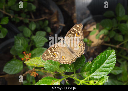 Il modello simile a gli occhi sulle ali di farfalla,il limone Pansy Butterfly ,Junonia lemonias Foto Stock