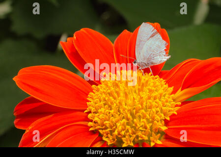 Farfalla sulla Tithonia rotundifolia .Una piccola farfalla appollaiato su un polline dei fiori. Foto Stock