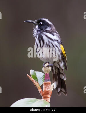 New Holland Honeyeater (Phylidonyris novaehollandiae) Foto Stock