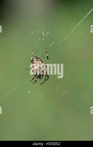 Giardino europeo spider / diadema spider / cross spider / cross orbweaver (Araneus diadematus) sul web. Foto Stock