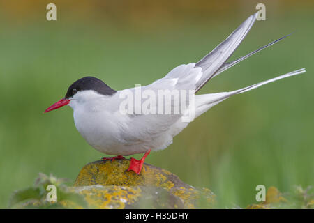 Arctic Tern (sterna paradisaea)arroccata su una roccia sul farne Islands, Northumberland, England, Regno Unito Foto Stock