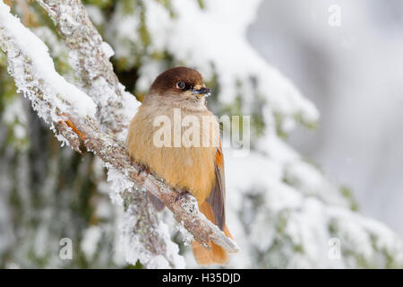 Siberian jay (Perisoreus infaustus), arroccato su una coperta di neve filiale, la taiga Forest, Finlandia Foto Stock