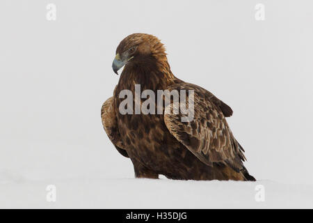 Adulto di aquila reale (Aquila chrysaetos) circondato da neve durante un duro inverno nella Taiga Forest, Finlandia Foto Stock