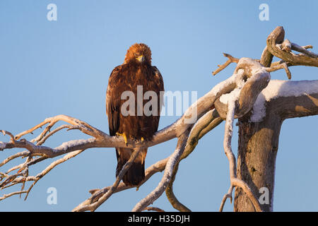 Il novellame di aquila reale (Aquila chrysaetos) arroccato su una coperta di neve alto albero illuminato dal basso sole invernale, la taiga Forest, Finlandia Foto Stock