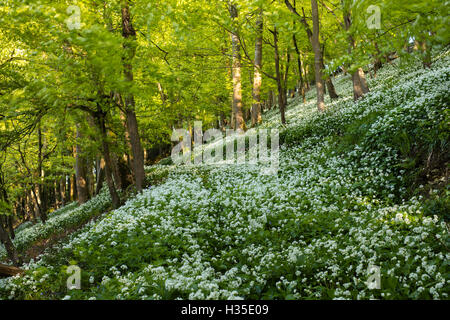 Un tappeto di aglio selvatico (ramsons) su un tratto collinare di questo britannico bosco di latifoglie in primavera, REGNO UNITO Foto Stock