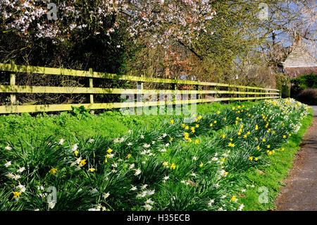 Narcisi e fiori di primavera accanto a un sentiero a Stapleford, Wiltshire. Foto Stock