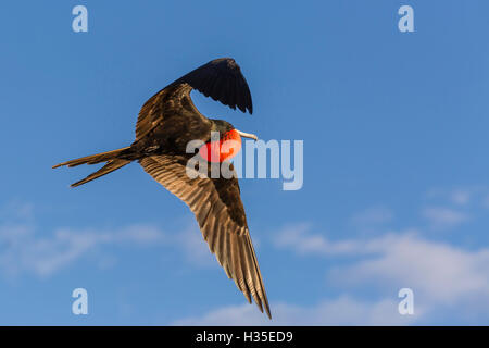 Maschio adulto magnifico frigatebird (Fregata magnificens), San Gabriel Bay, Espiritu Santo Isola, Baja California Sur, Messico Foto Stock