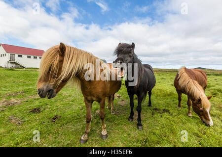 Adulti cavalli islandesi (Equus caballus ferus), una fattoria sulla penisola Snaefellsnes, Islanda, regioni polari Foto Stock