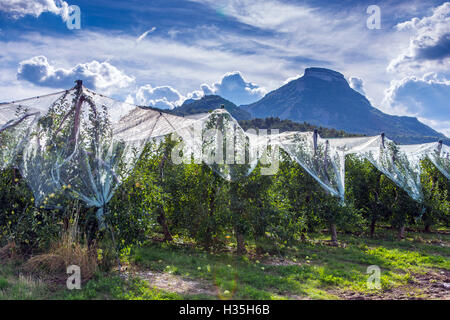 Mele crescente sotto il nido su alberi in frutteto, Francia meridionale Foto Stock