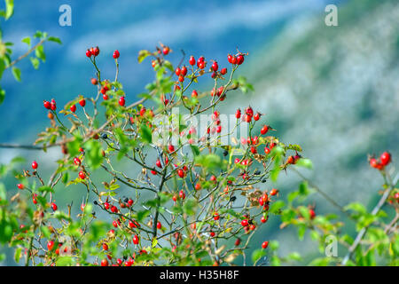 Red cinorrodi, Autunno colori colori con sfondo blu Foto Stock