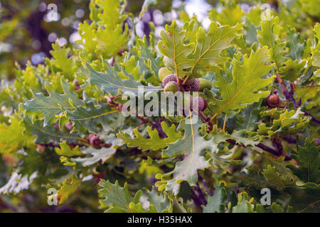 Ghiande cresce su albero di quercia, Orpierre, Savoie, Francia Foto Stock