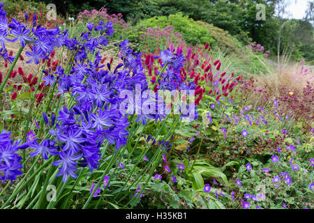 Pallido e blu scuro fiori a strisce del giglio africano, Agapanthus 'Midnight Star' dominano il panorama del giardino estivo Foto Stock