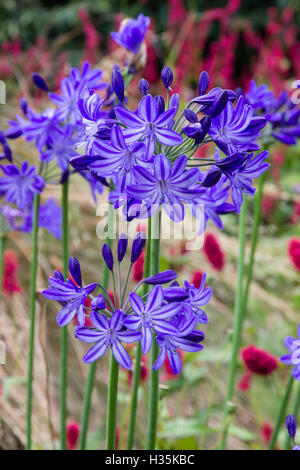 Pallido e blu scuro fiori a strisce del giglio africano, Agapanthus 'Midnight Star' Foto Stock