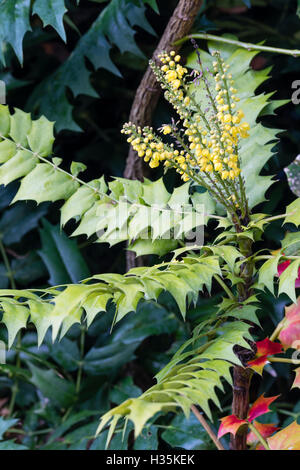 In autunno i picchi di fiori di hardy arbusto sempreverde, Mahonia x media "Lionel Fortescue' Foto Stock